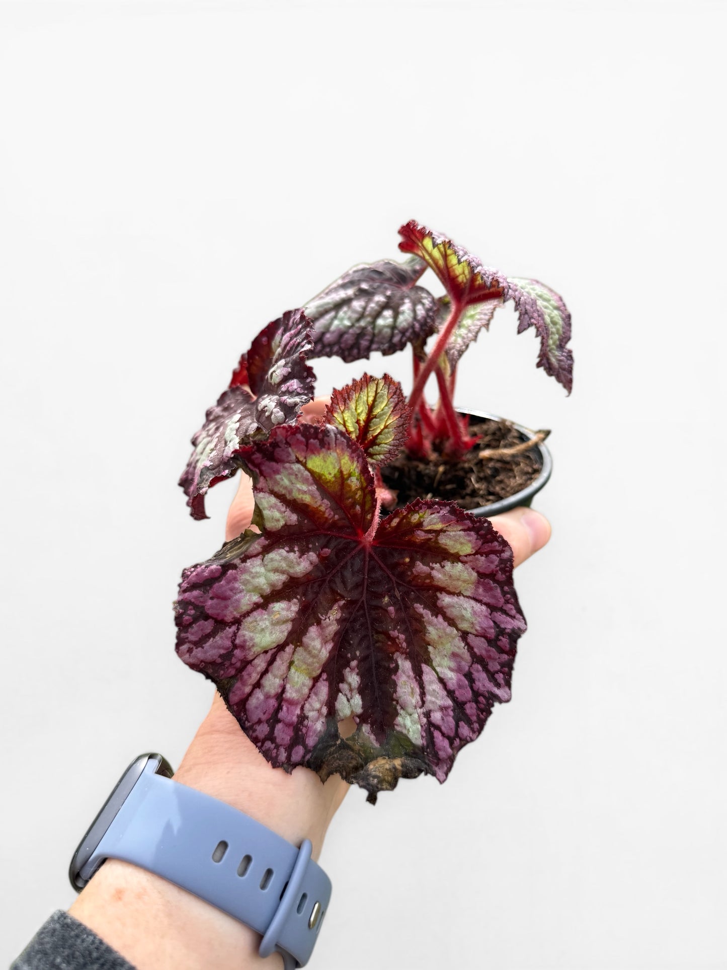 4" Begonia Rex