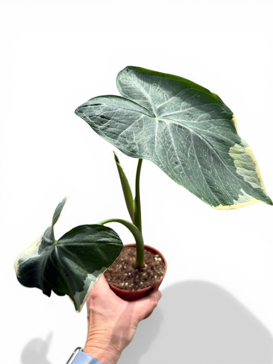 4" Alocasia Mickey Mouse