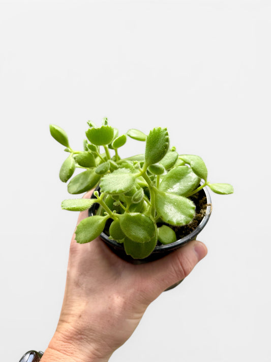 4" Cotyledon Bear Paw Variegated