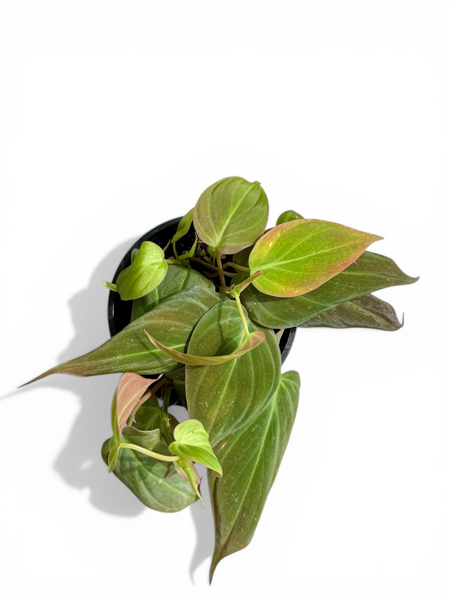 4" Philodendron Micans