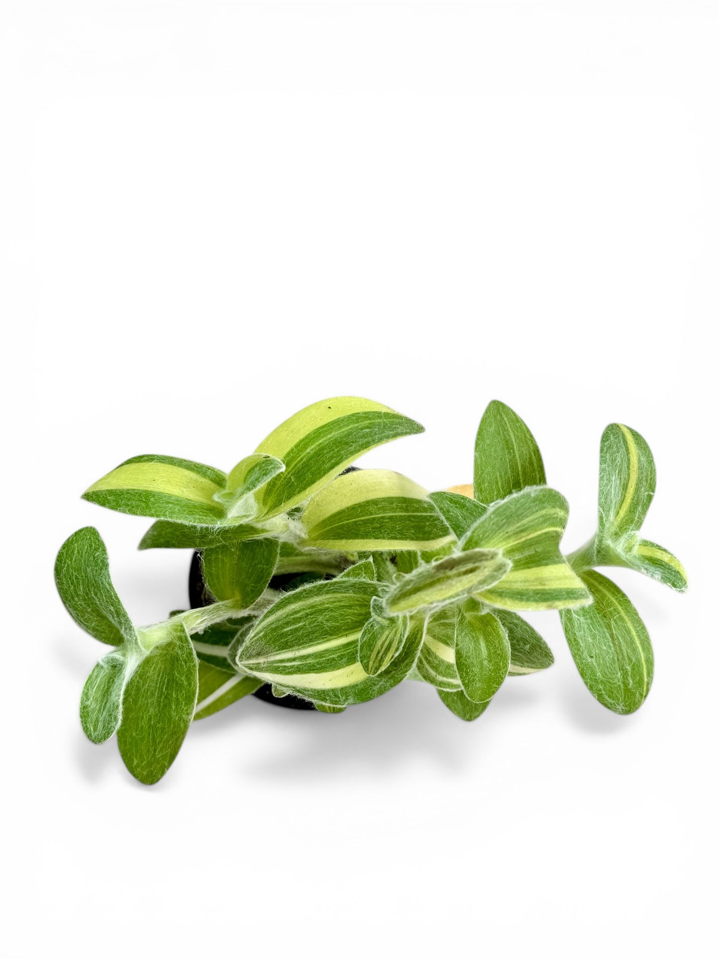 4" Tradescantia Velvet Moon