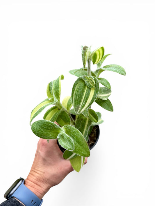 4" Tradescantia Velvet Moon