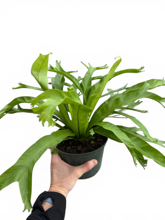 6" Fern Birdnest Crissie