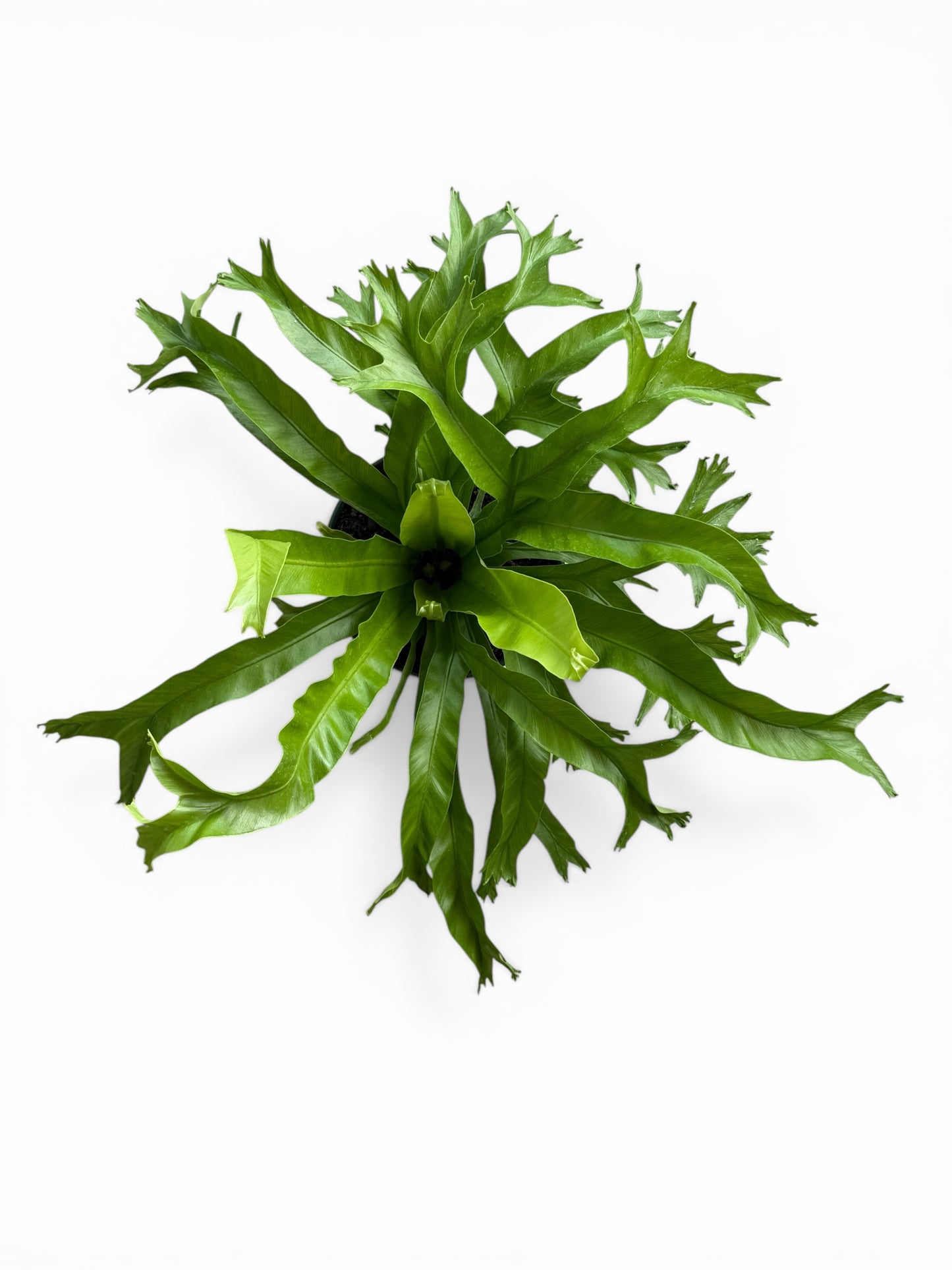 6" Fern Birdnest Crissie