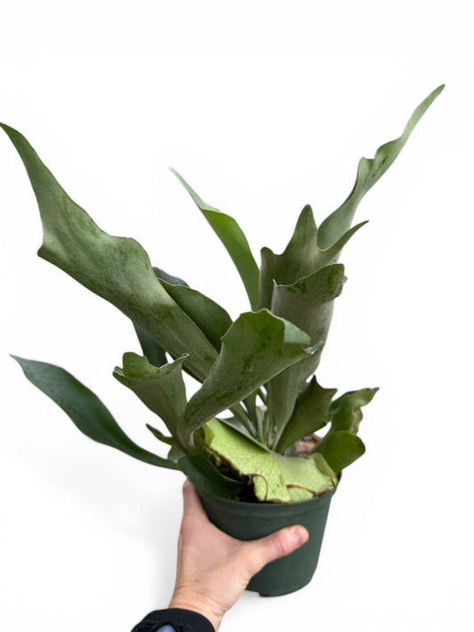 6" Fern Staghorn