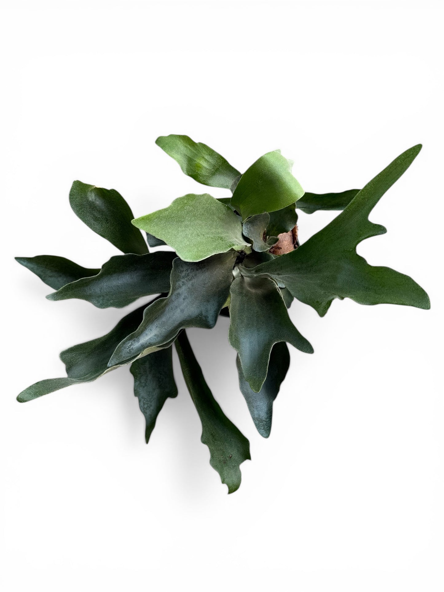 6" Fern Staghorn