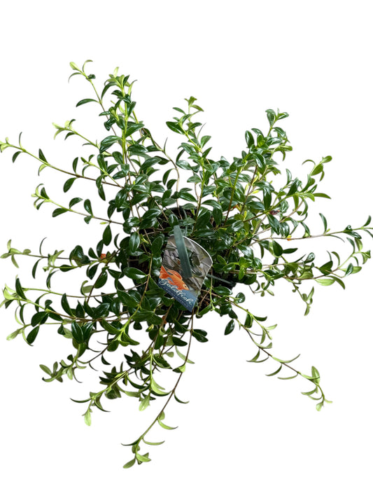 6" Nematanthus Goldfish Hanging Basket
