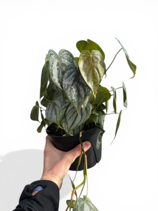 6" Philodendron Brandtianum