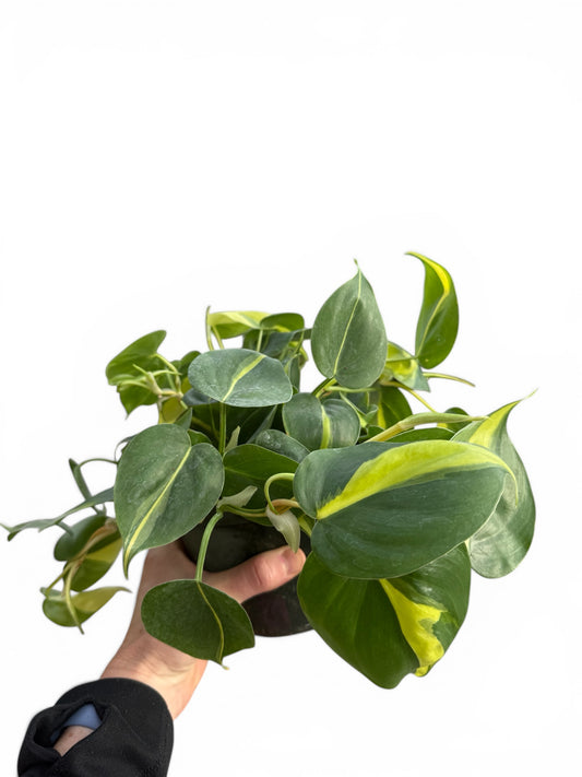6" Philodendron Brasil