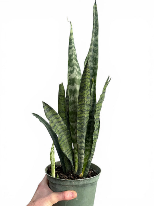 6" Sansevieria Zeylanica