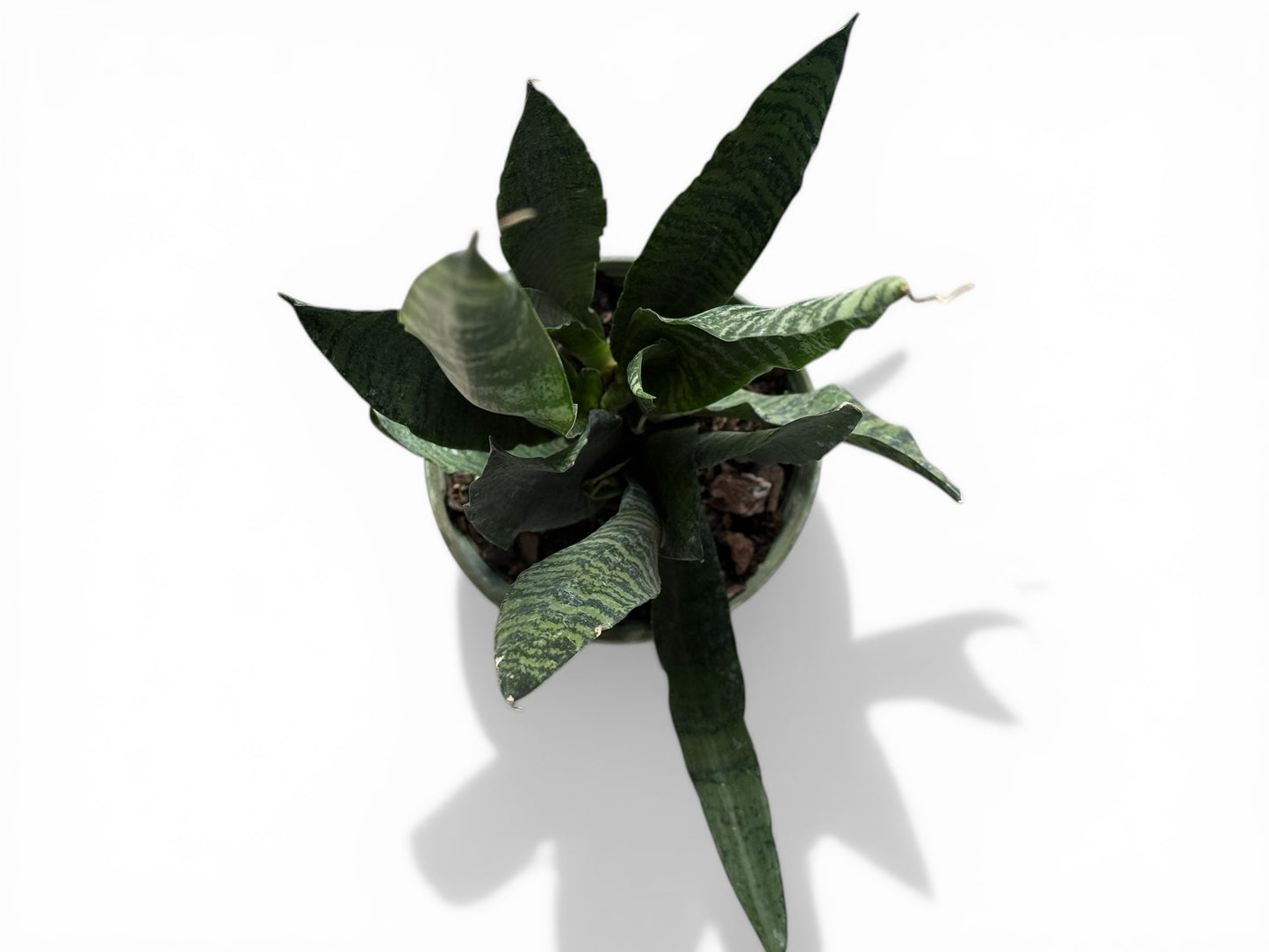 6" Sansevieria Zeylanica