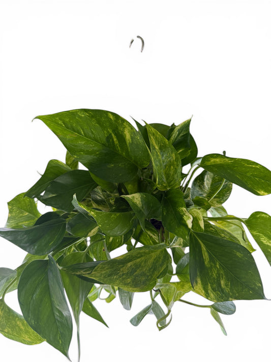 8" Pothos Churchhill Hanging Basket