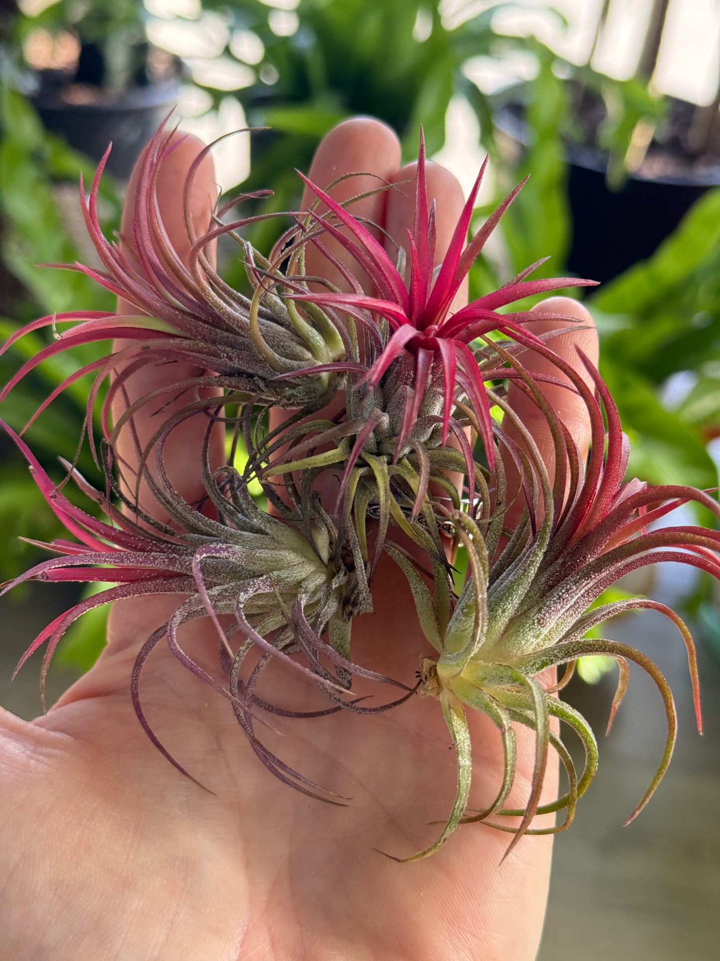 TILLANDSIA IONANTHA FUEGO REGULAR
