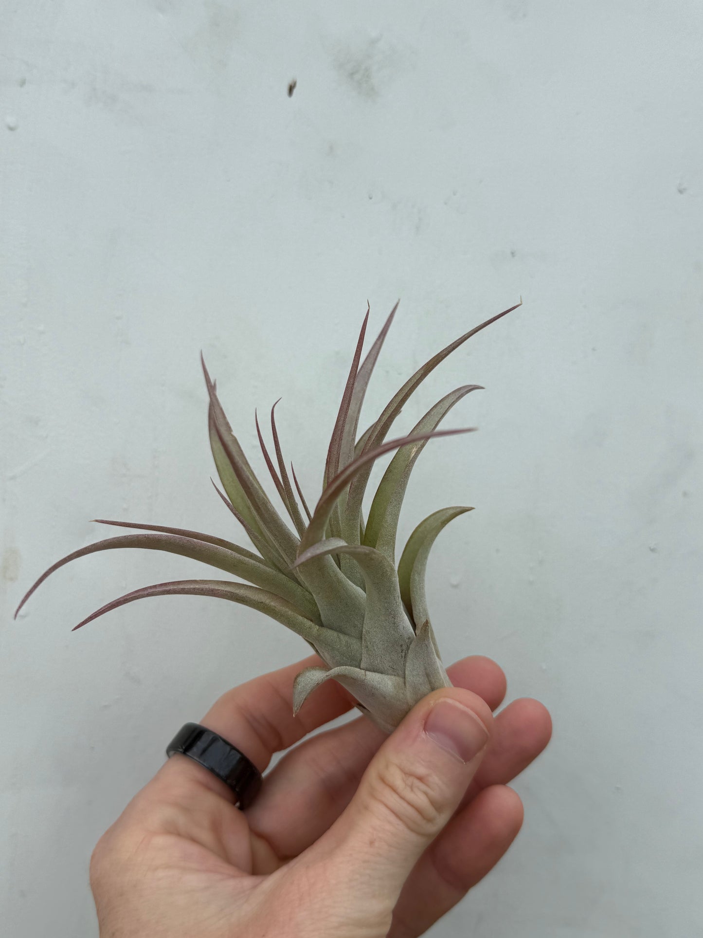 TILLANDSIA HARRISII REGULAR
