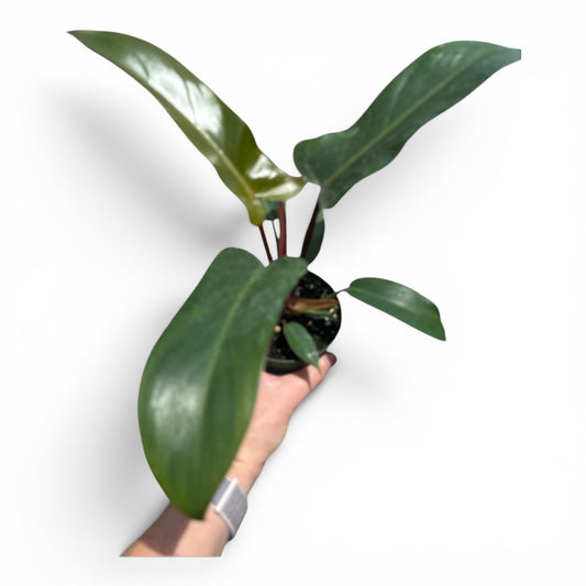 4” Philodendron Florida Bronze