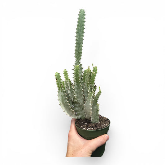 4” Succulent Euphorbia Mottled Spurge