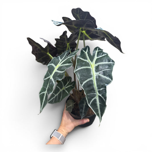 6” Alocasia Polly