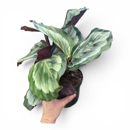 6” Calathea Marion