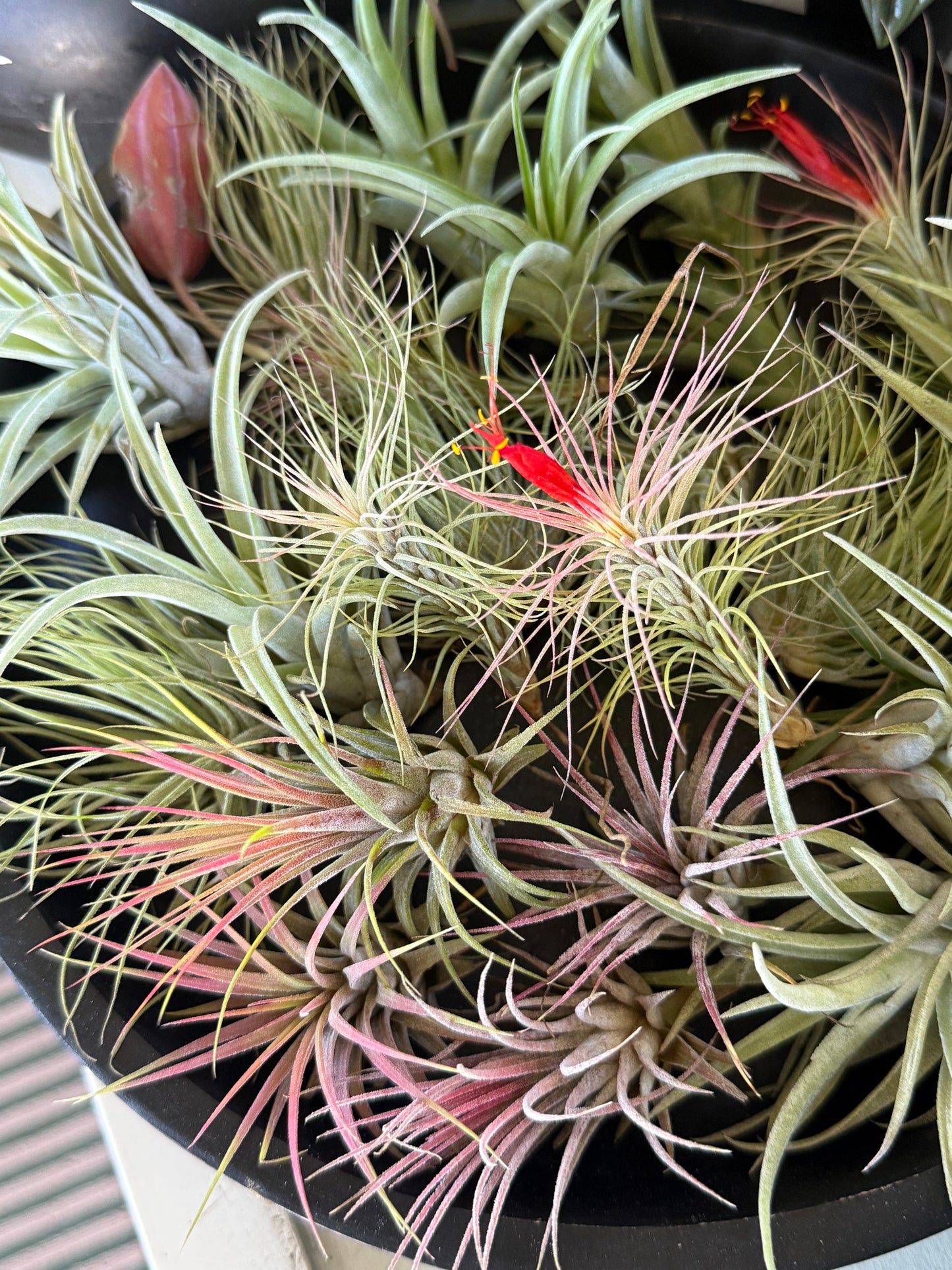 TILLANDSLAS AIR PLANTS (medium)