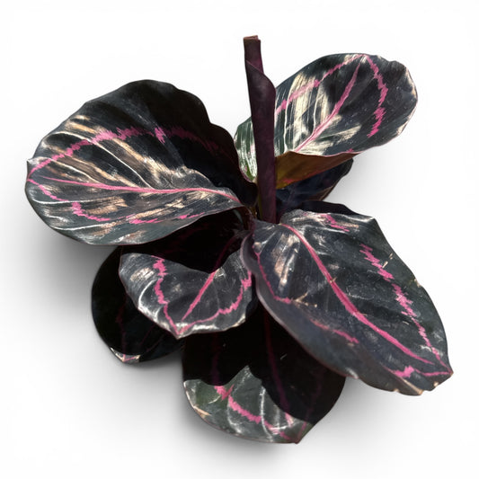 4" Calathea Dottie