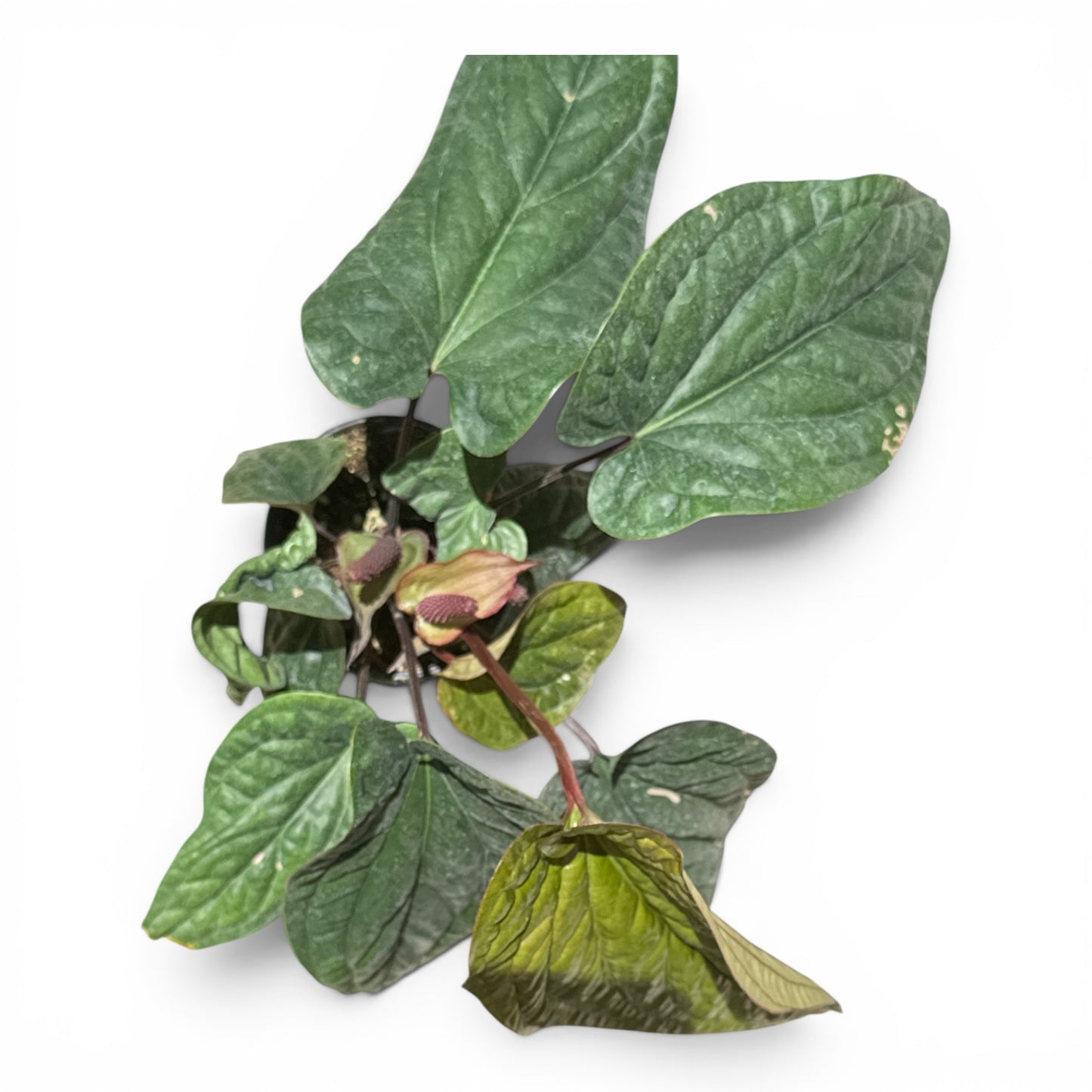 4" Anthurium Queen of Hearts