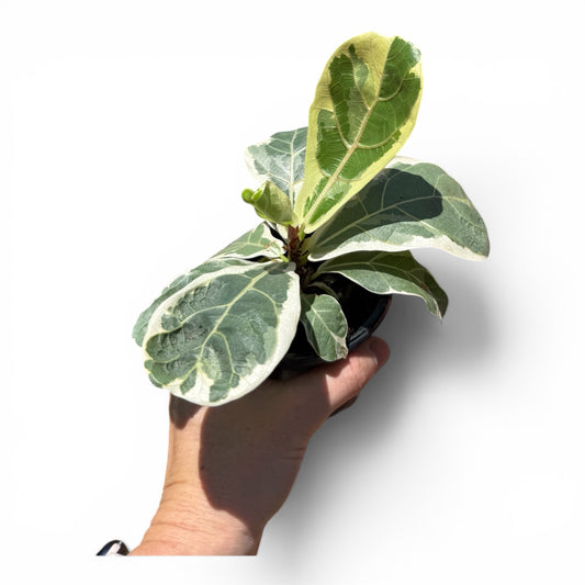 4" Ficus Lyrata Bush Variegated