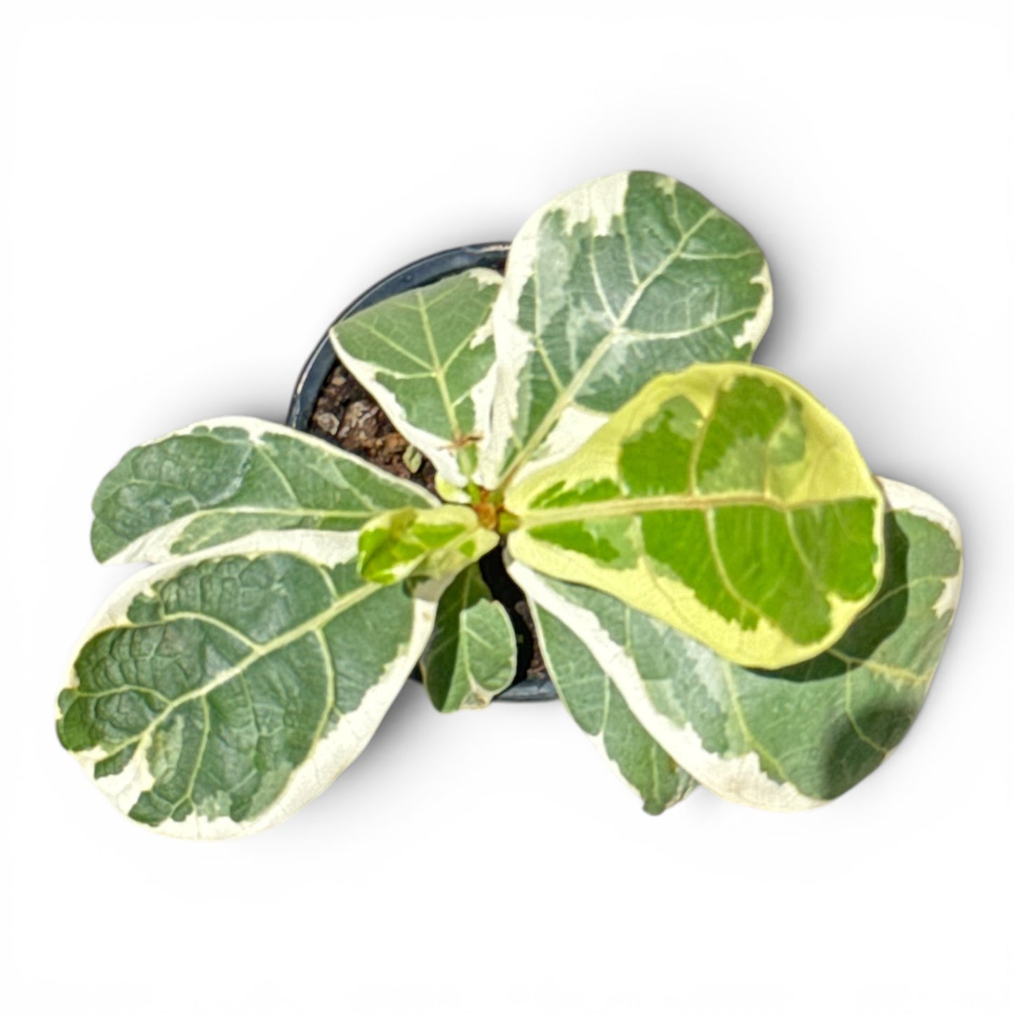 4" Ficus Lyrata Bush Variegated