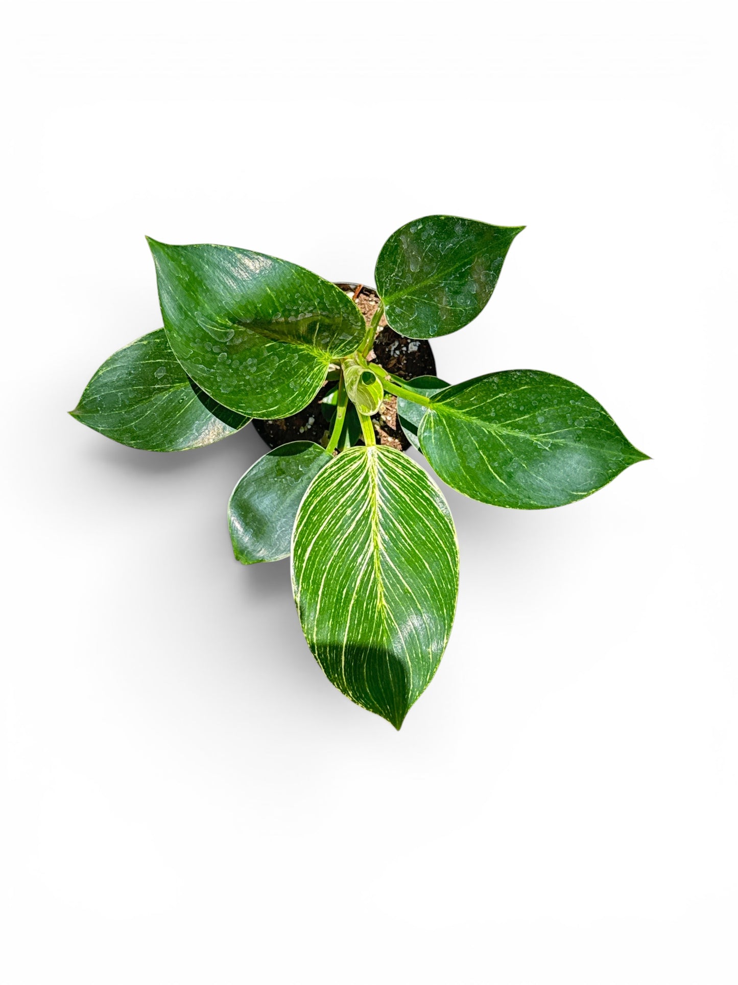 4" Philodendron Birkin