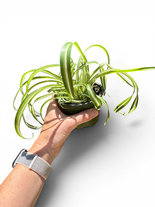 4" Spider Plant Bonnie