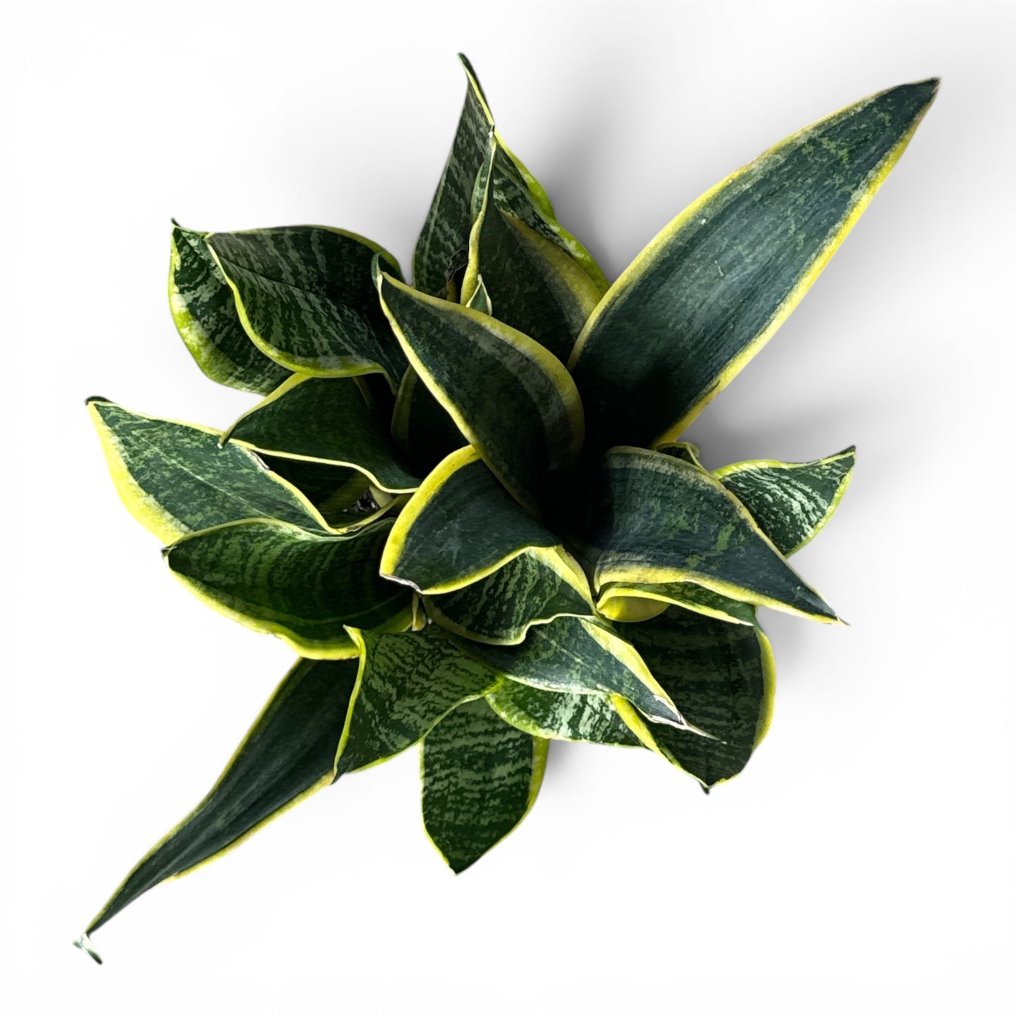 6" Sansevieria Superba Futura