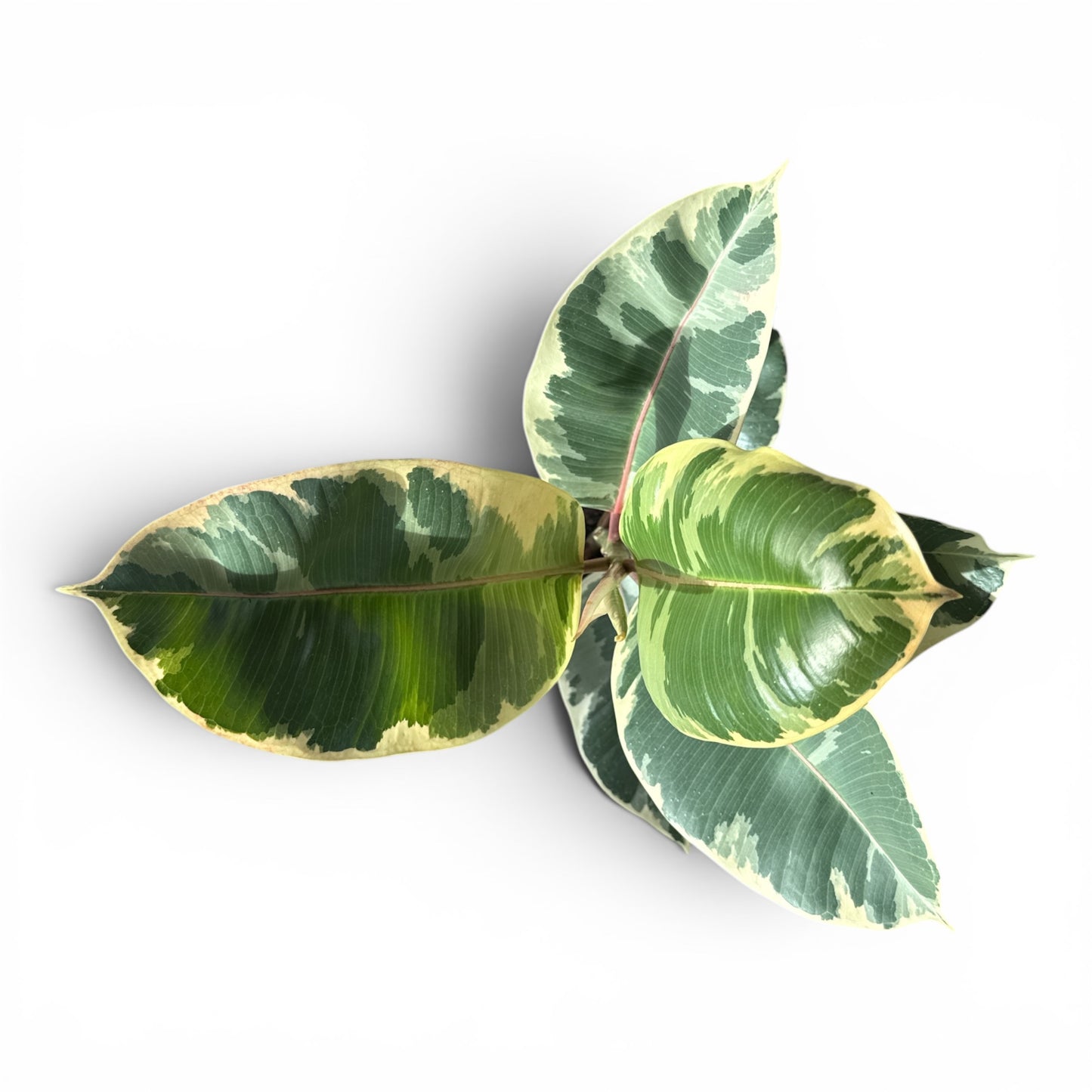 6” Ficus Tineke