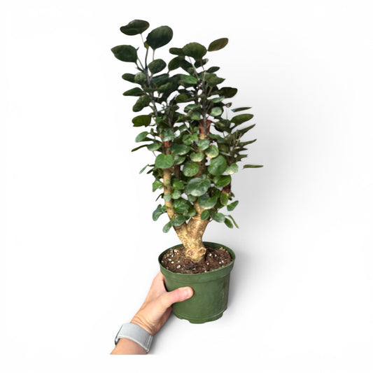 6" Aralia Fabian Stump
