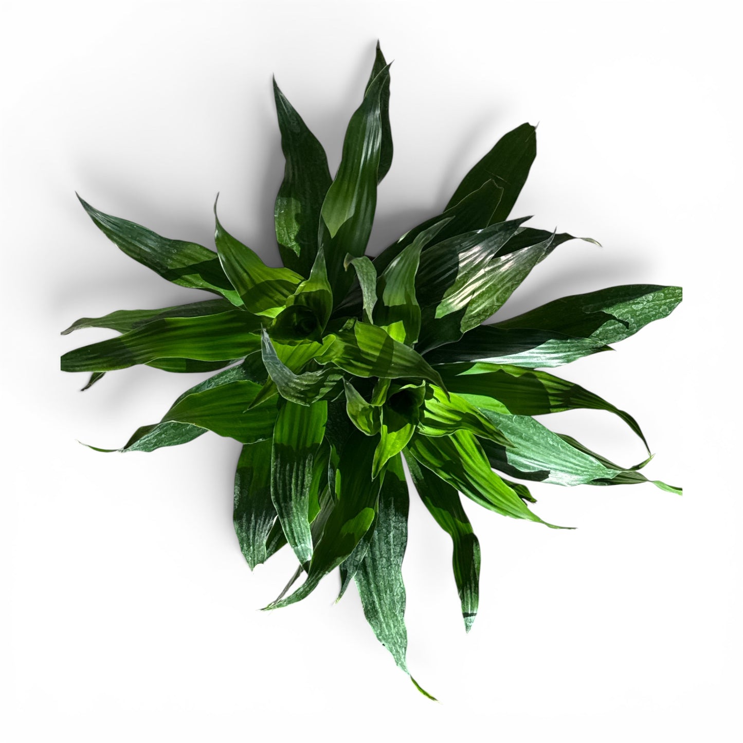 6" Dracaena Green Jewel