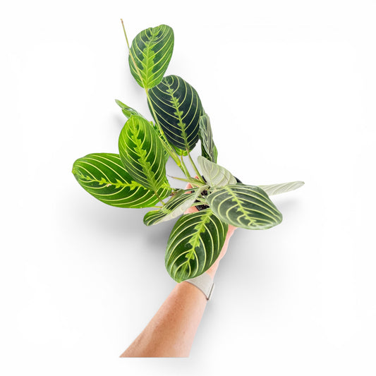 4" Maranta Lemon