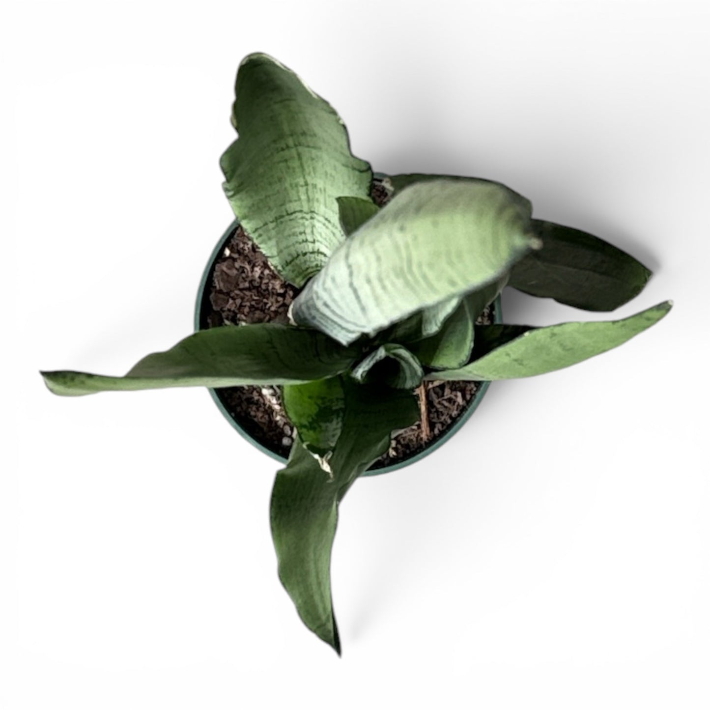 4" Sansevieria Spearmint