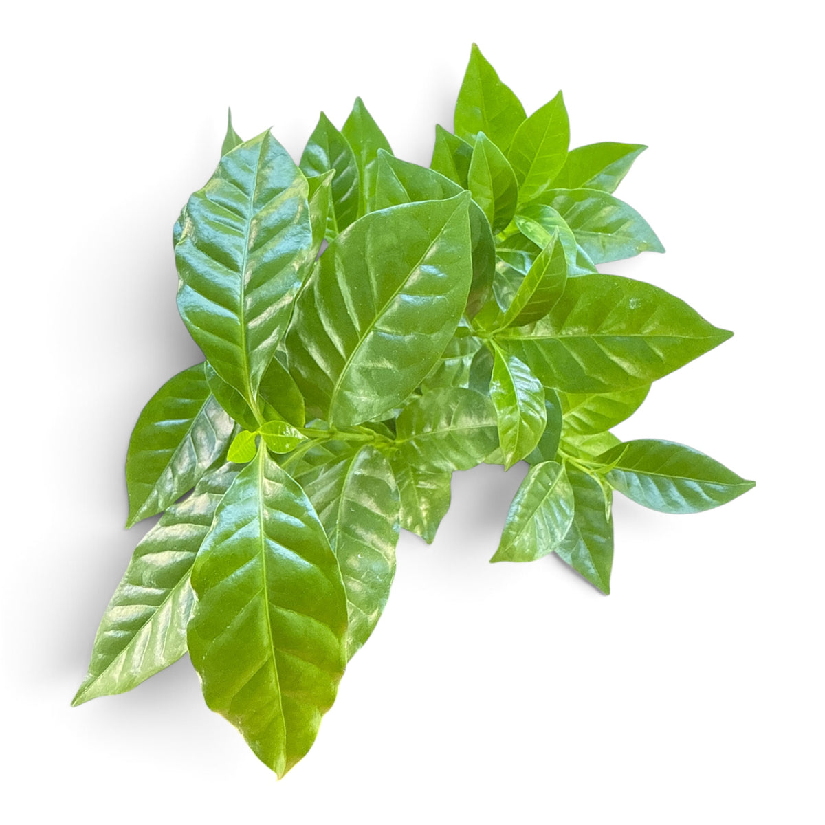 4" Coffee Plant