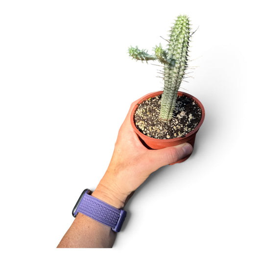 4" Succulent Euphorbia Corn Cobb Variegated