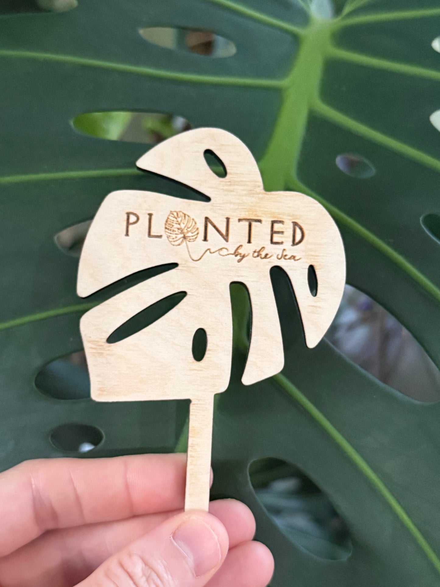 Planted Marker (Monstera)