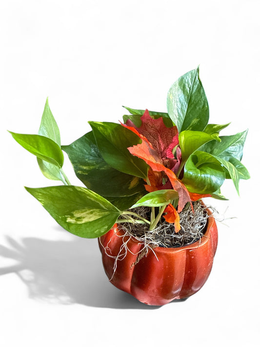 5.5" Glass Pumpkin w/Pothos