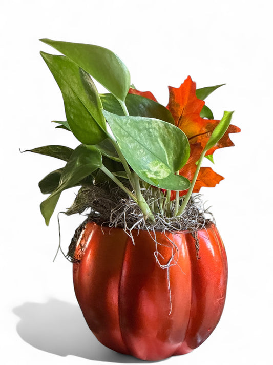 5.5" Glass Pumpkin w/Pothos