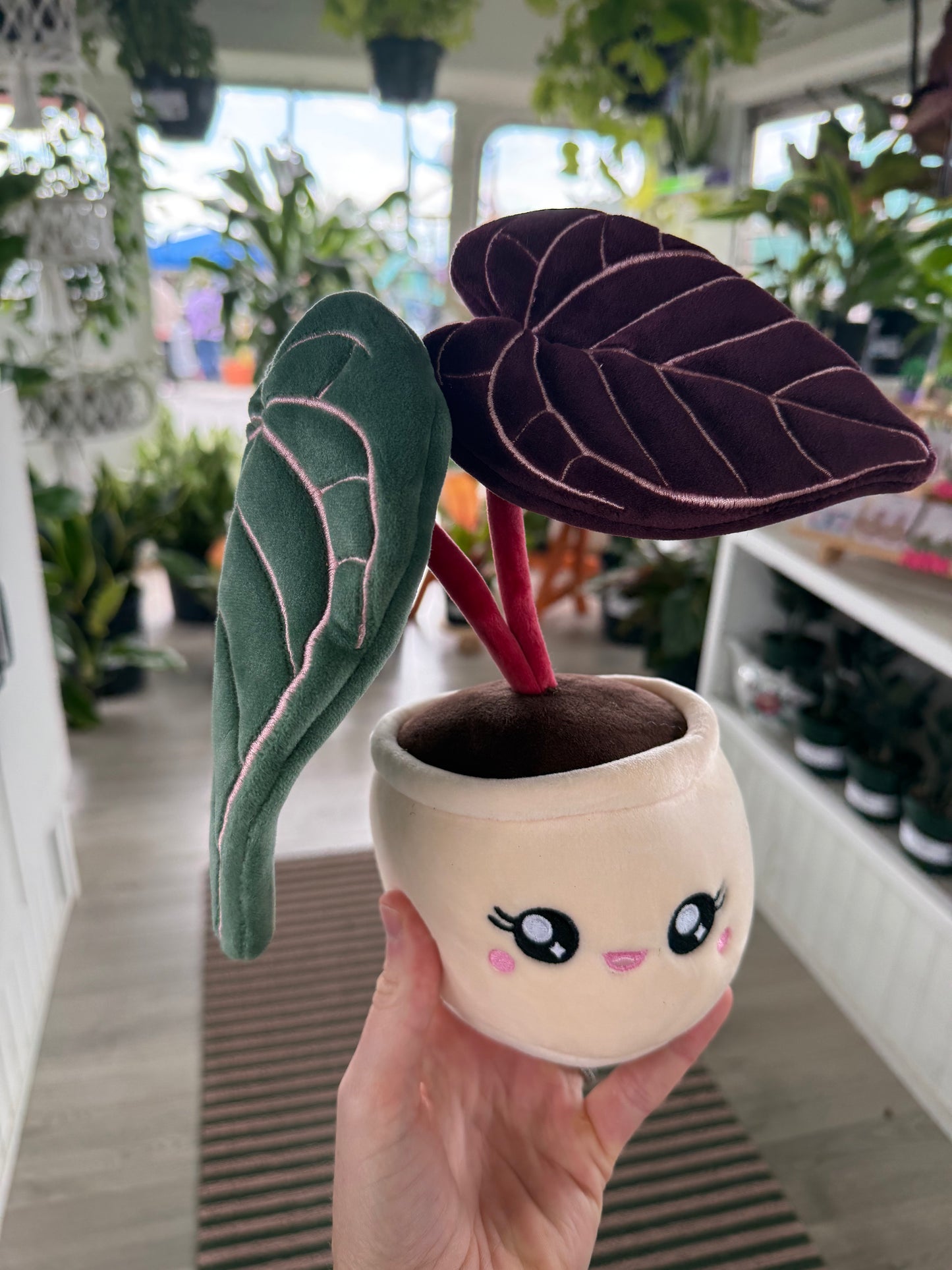 Blushiez - Anthurium