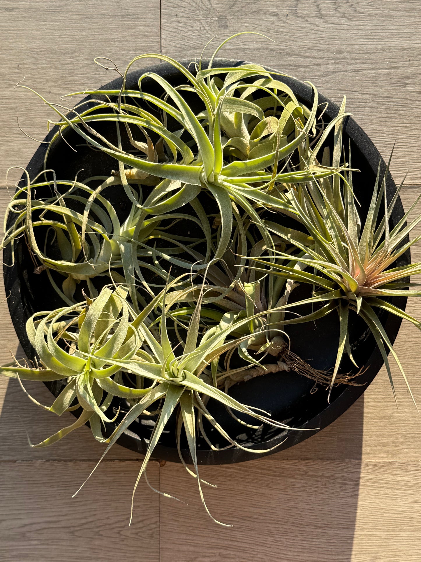 Large airplant