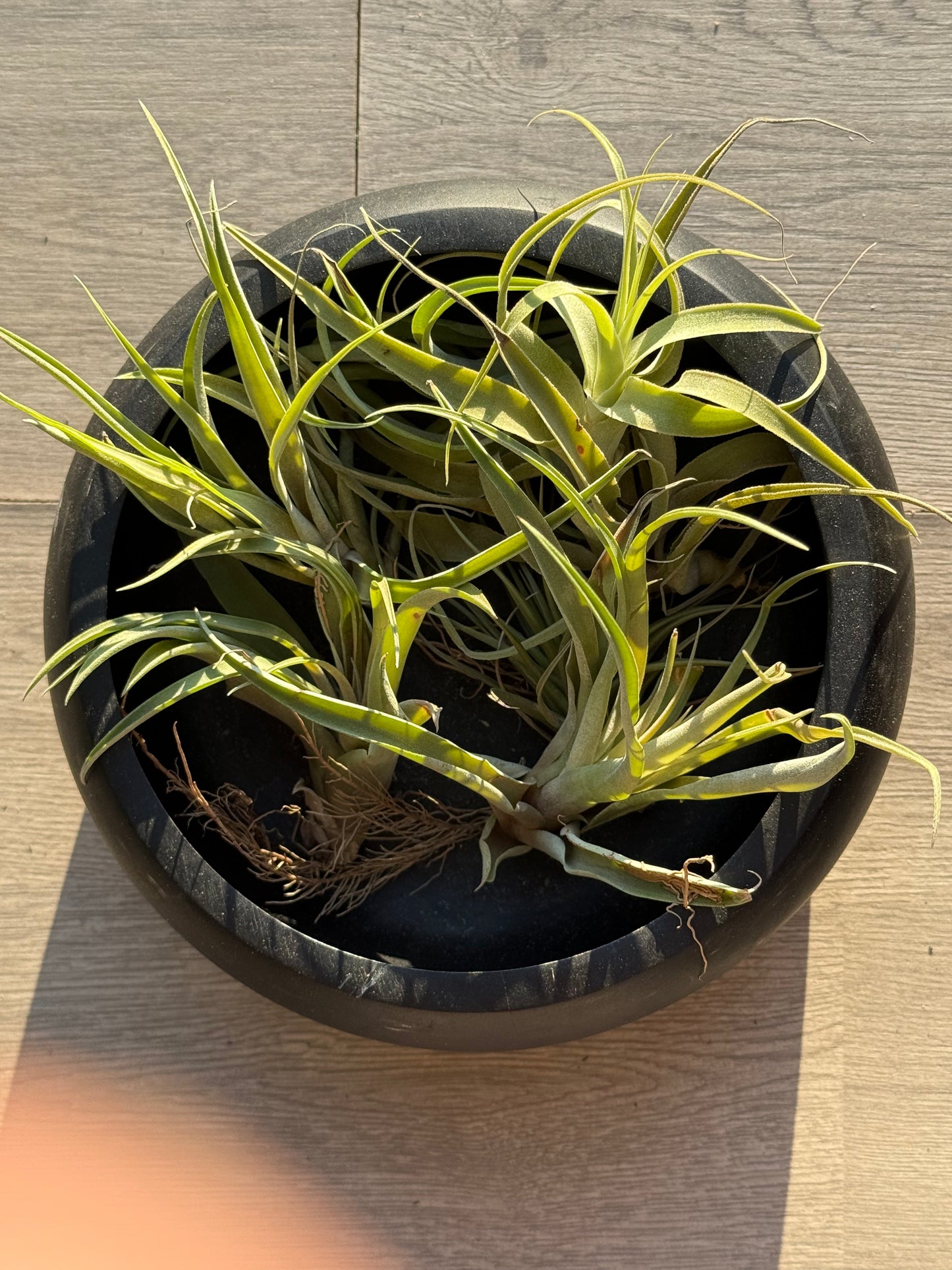 Medium Airplant