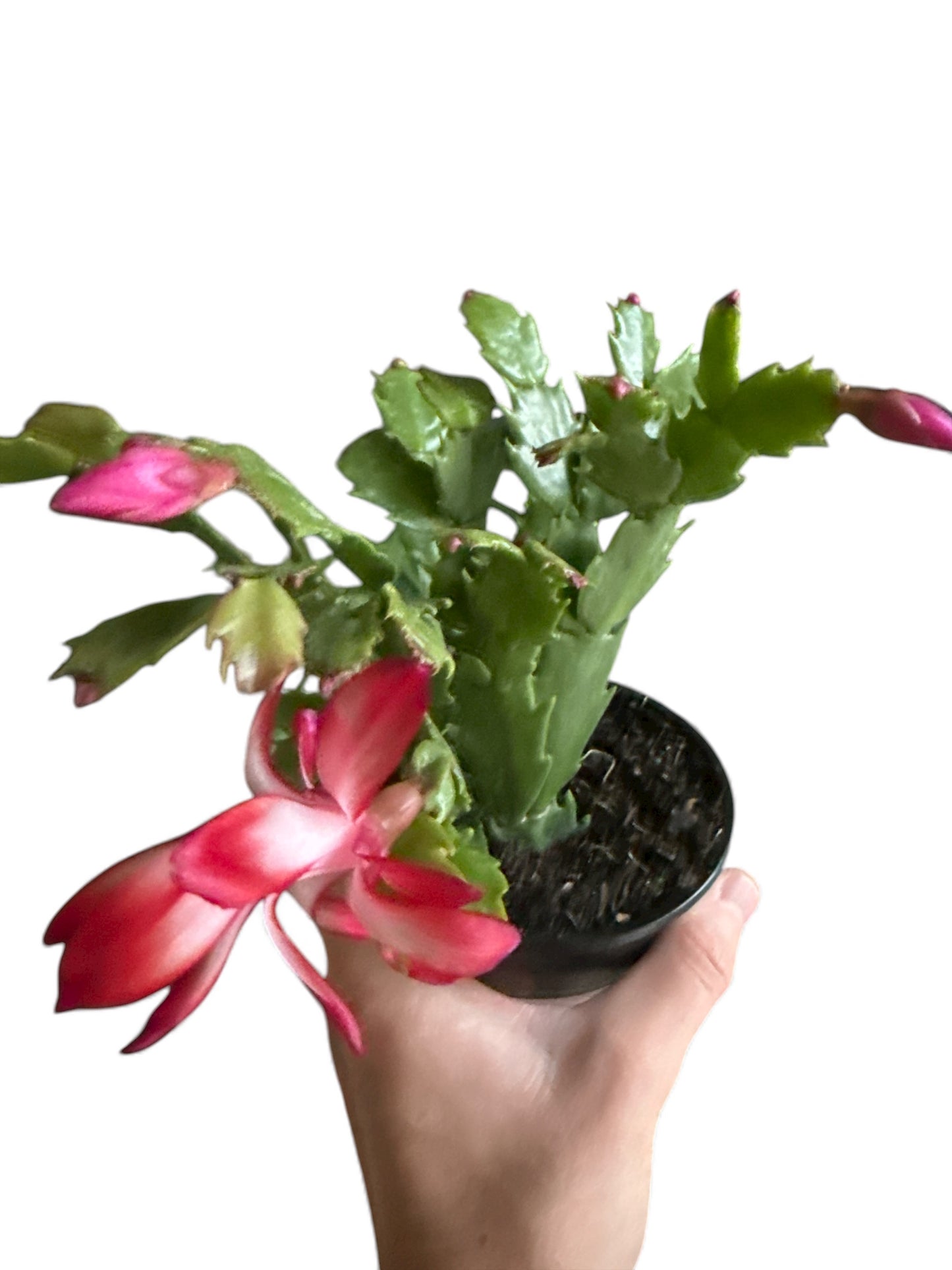 4” Christmas Cactus