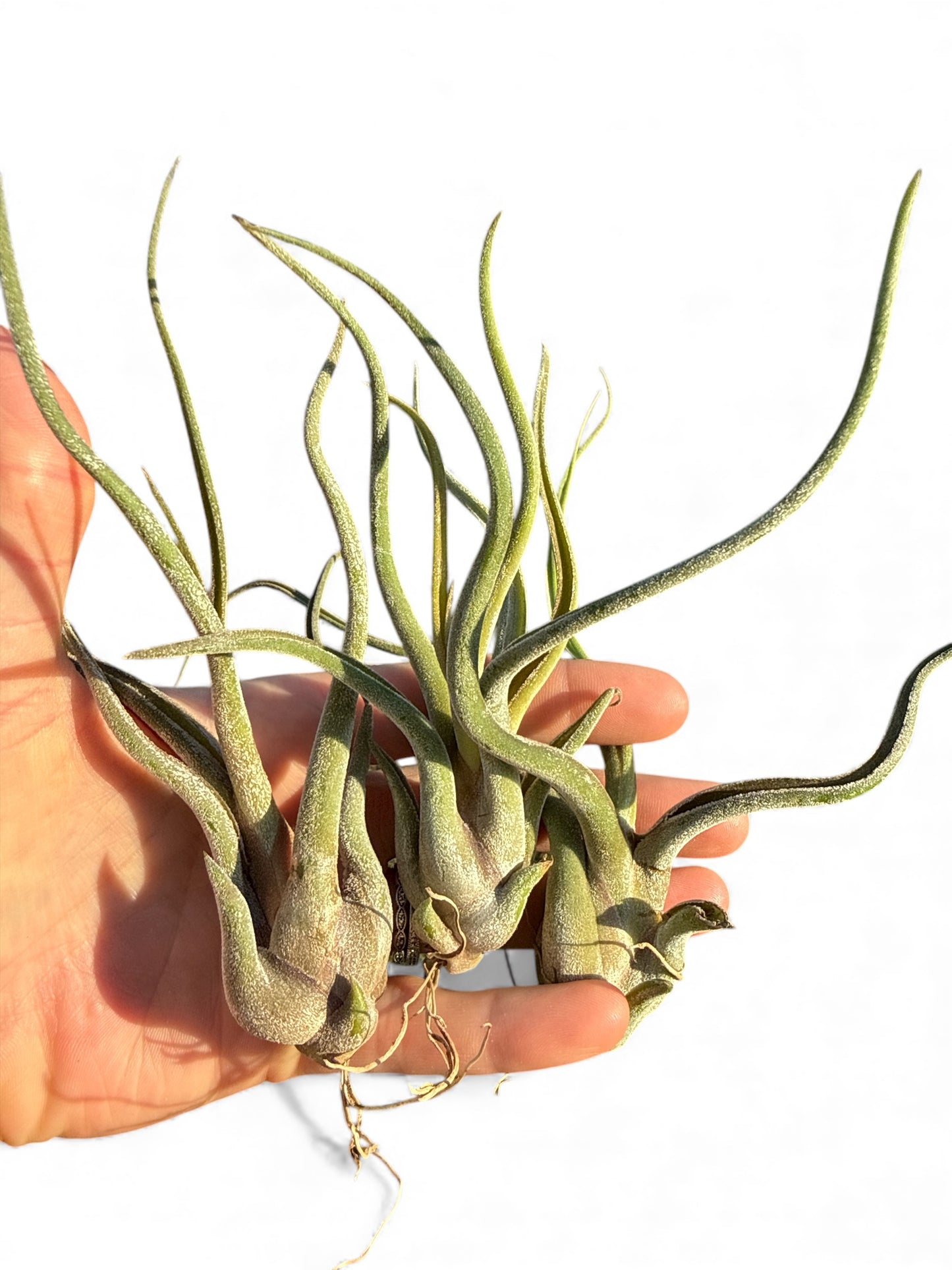 TILLANDSIA CAPUT MEDUSAE