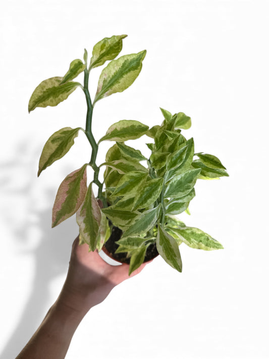 4” Succulent Devils Backbone