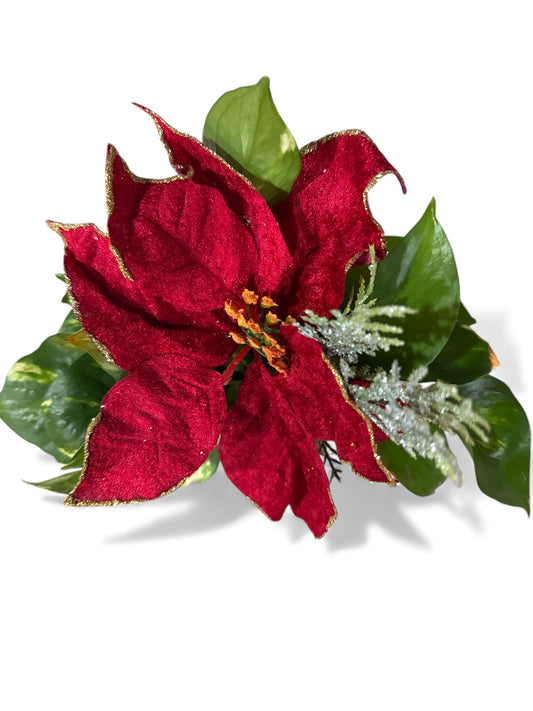 5.5" Poinsettia decor w/Pothos