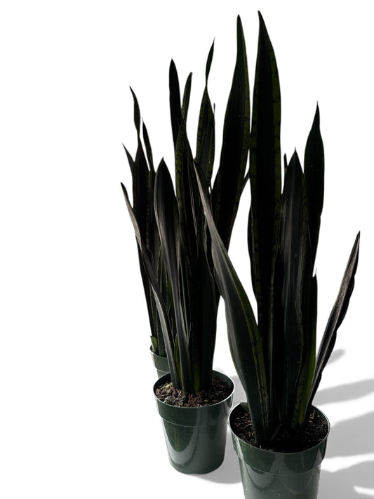 6” Sansevieria Silver Flame