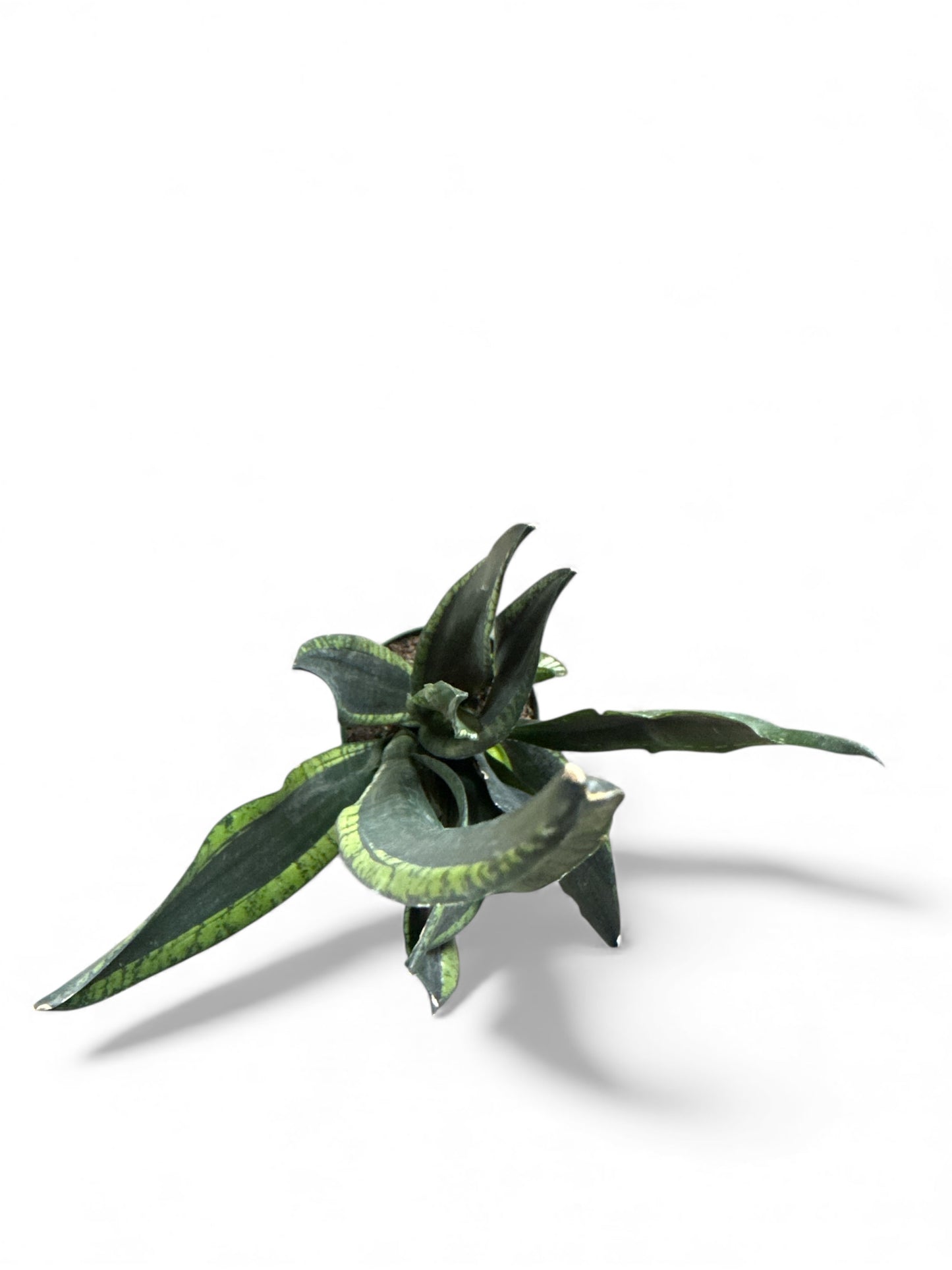 6” Sansevieria Silver Flame