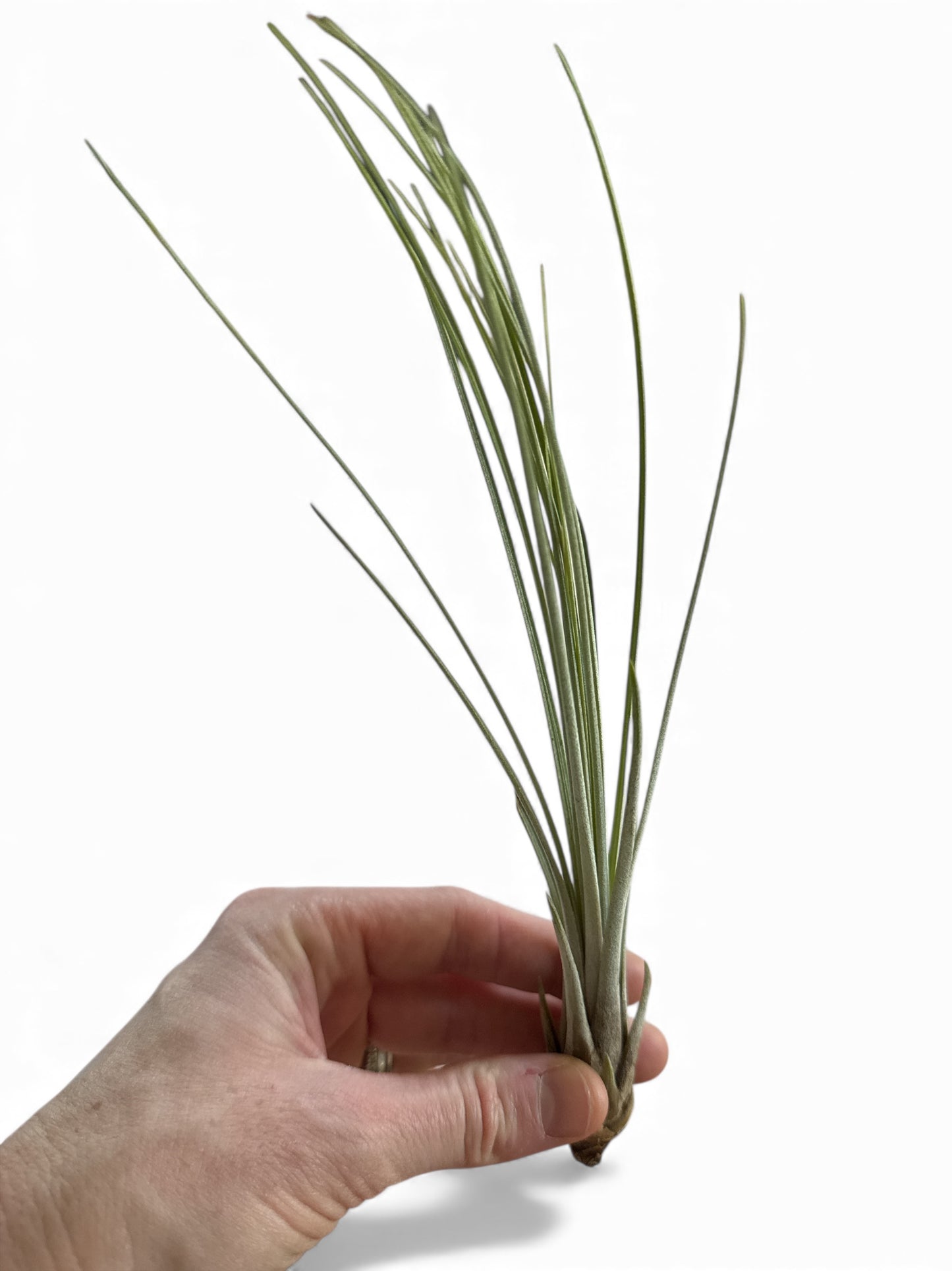 TILLANDSIA JUNCEA